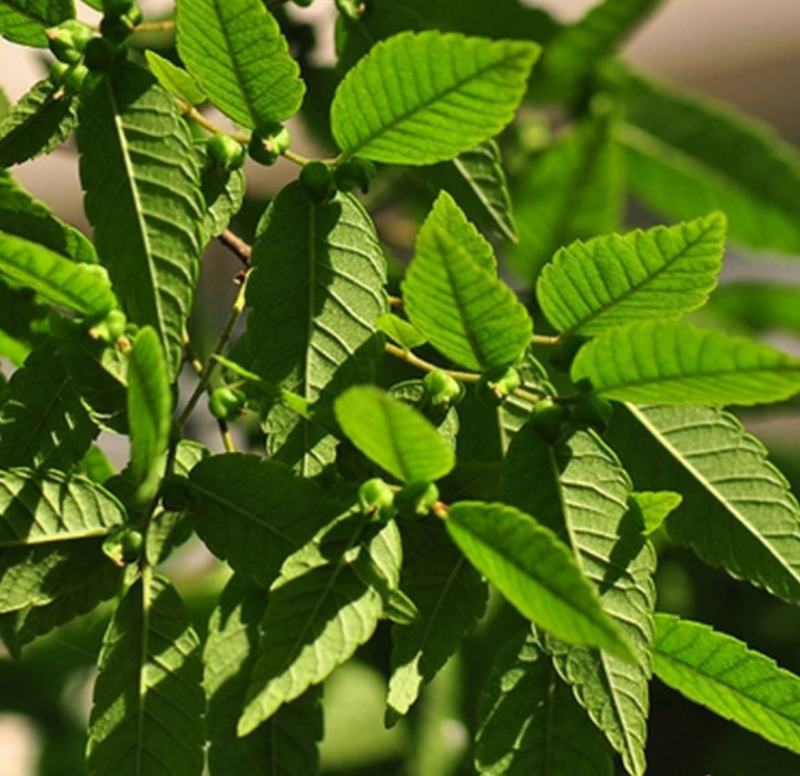 新采榉树种子红榉树种子小叶红榉大叶青榉种子榉树种子