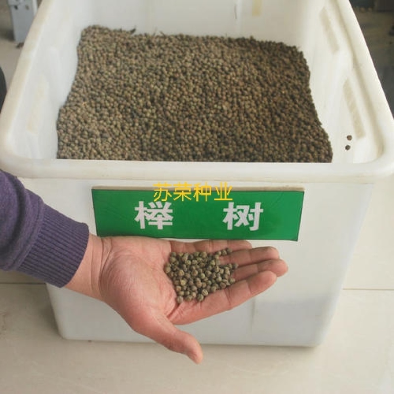 新采榉树种子红榉树种子小叶红榉大叶青榉种子榉树种子