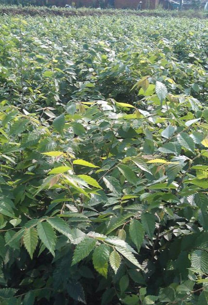 新采榉树种子红榉树种子小叶红榉大叶青榉种子榉树种子
