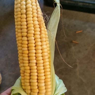 黄玉米有现货