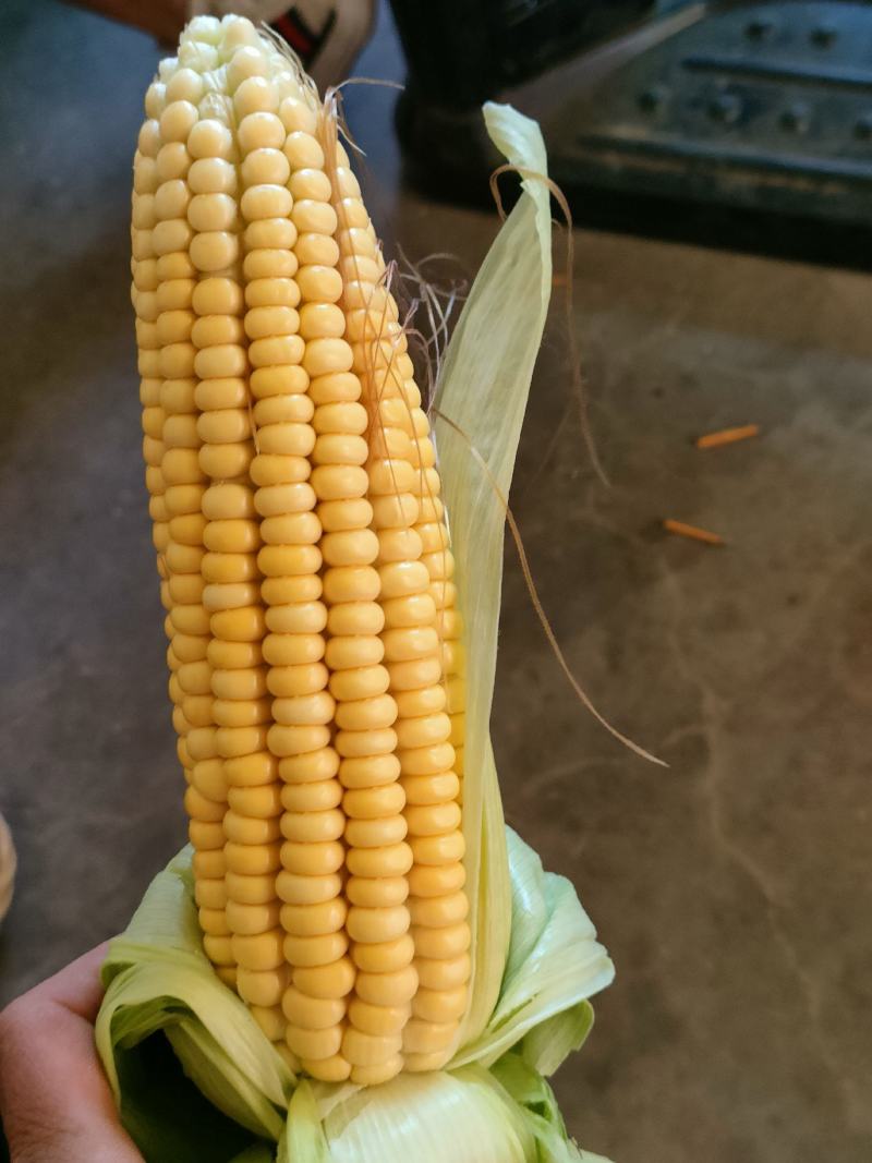 黄玉米有现货