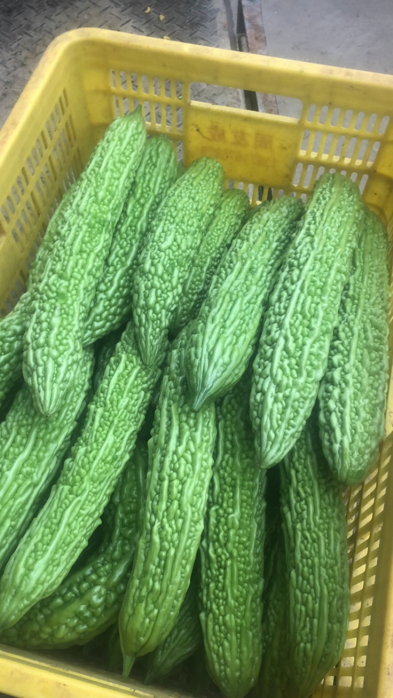 苦瓜（大量上市量大从优，，可长期合作、需要的来电………）