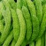 苦瓜（大量上市量大从优，，可长期合作、需要的来电………）