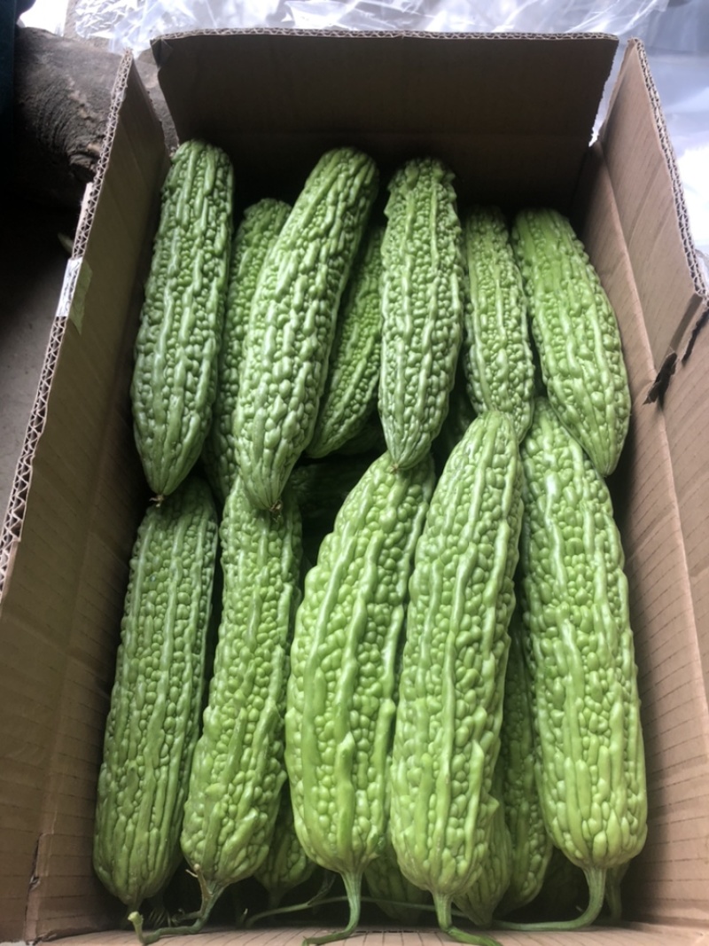 苦瓜（大量上市量大从优，，可长期合作、需要的来电………）