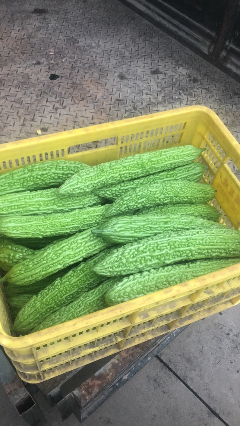 苦瓜（大量上市量大从优，，可长期合作、需要的来电………）
