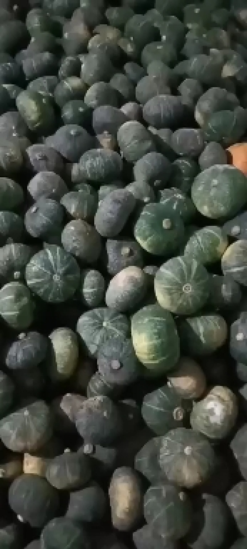 板栗南瓜，银栗南瓜大量上市，适合超市，电商平台，加工厂
