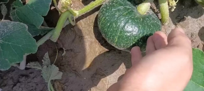 板栗南瓜，银栗南瓜大量上市，适合超市，电商平台，加工厂