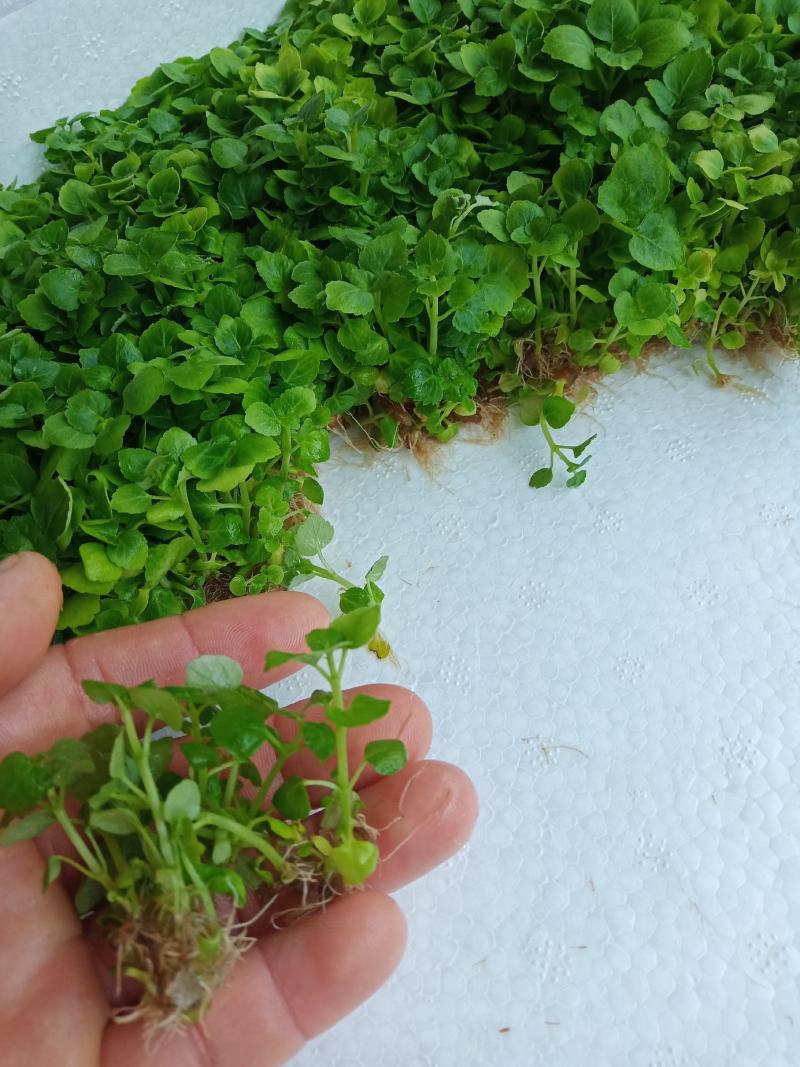 （热销）广西南宁广藿香种苗组培苗，抗病好，产量高