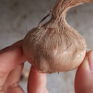 藏红花种球