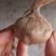 藏红花种球