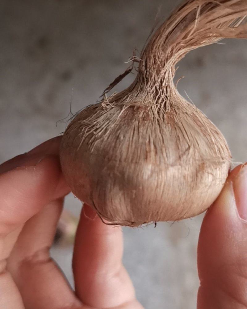 藏红花种球