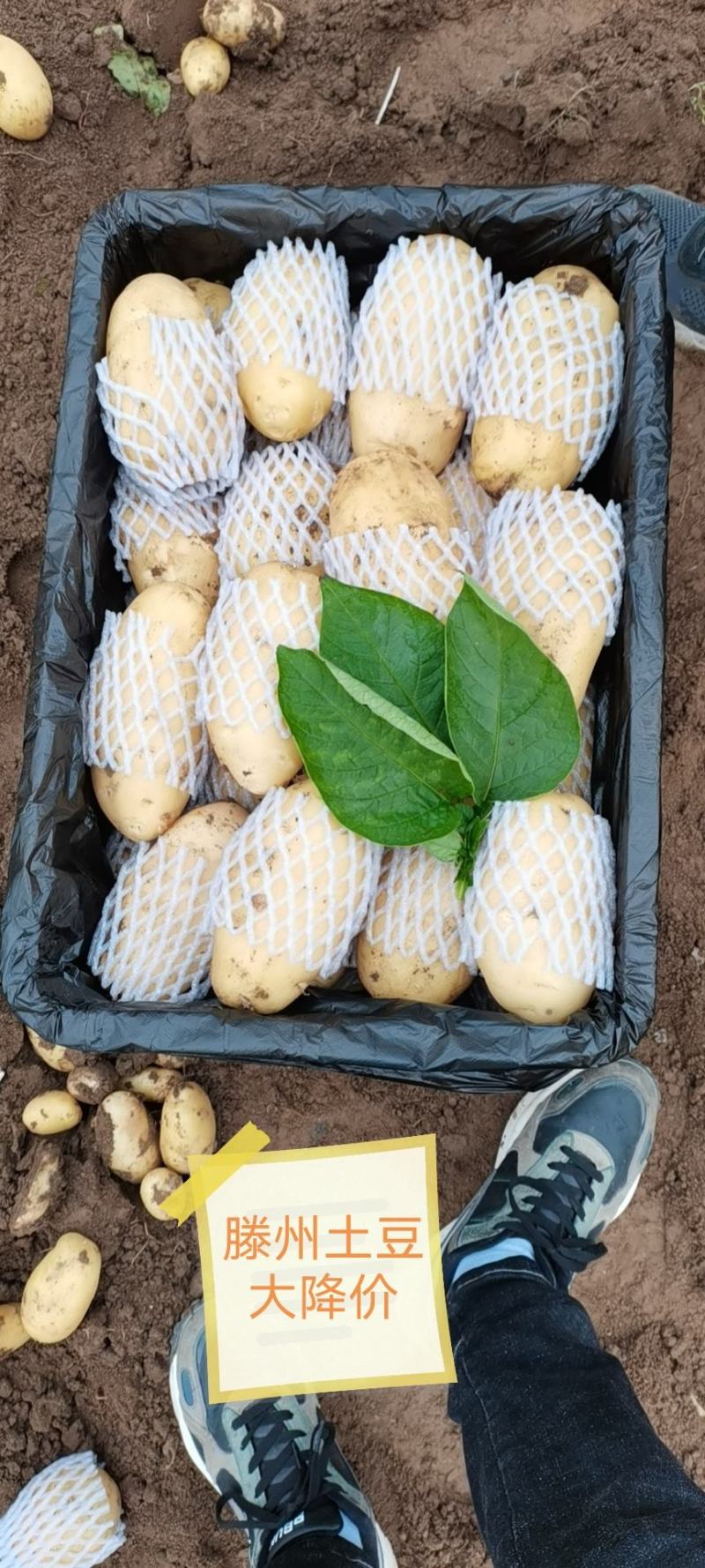 精品滕州箱装土豆精挑细选三两通天货，冷库土豆开始出库中