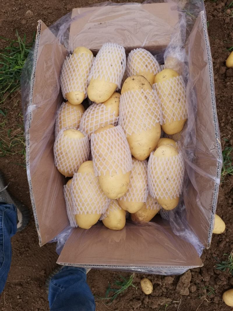 精品滕州箱装土豆精挑细选三两通天货，冷库土豆开始出库中