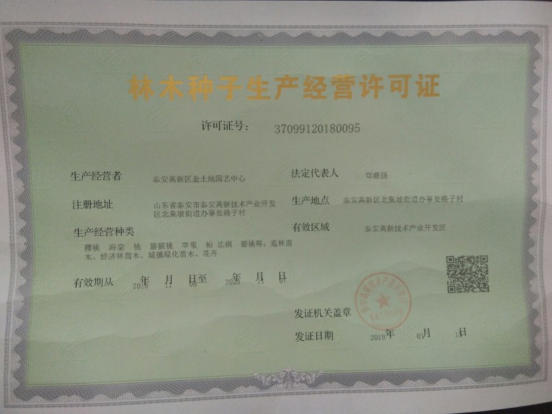 【山东玉兰树苗基地】紫玉兰白玉兰工程玉兰树红花大花玉兰