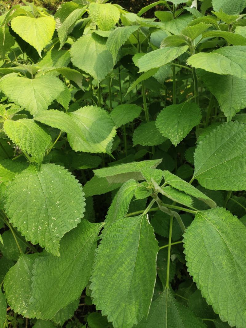 四川苎麻之乡大量苎麻丝，青麻丝