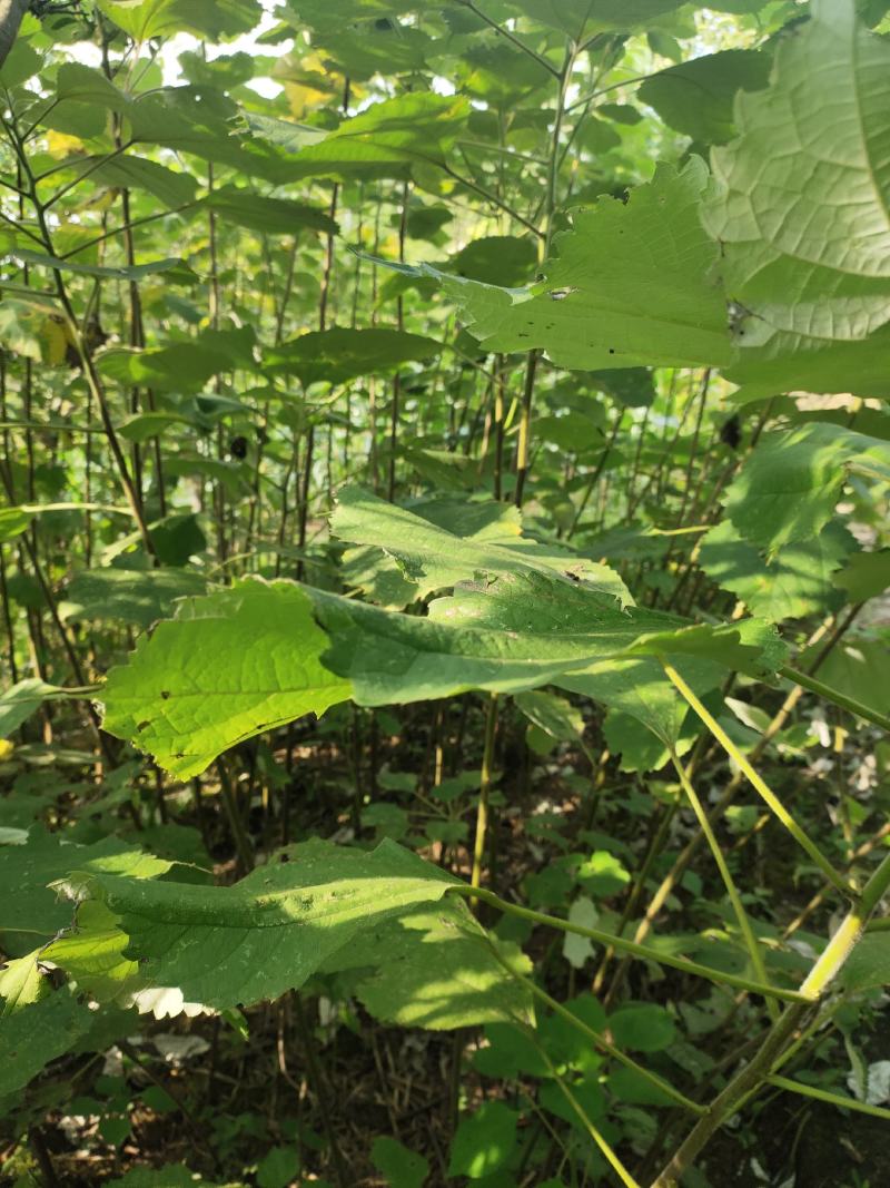 四川苎麻之乡大量苎麻丝，青麻丝