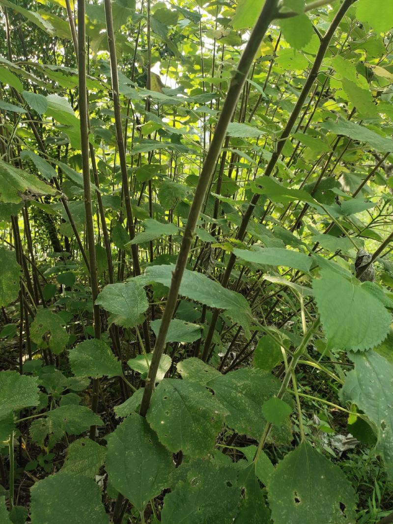 四川苎麻之乡大量苎麻丝，青麻丝