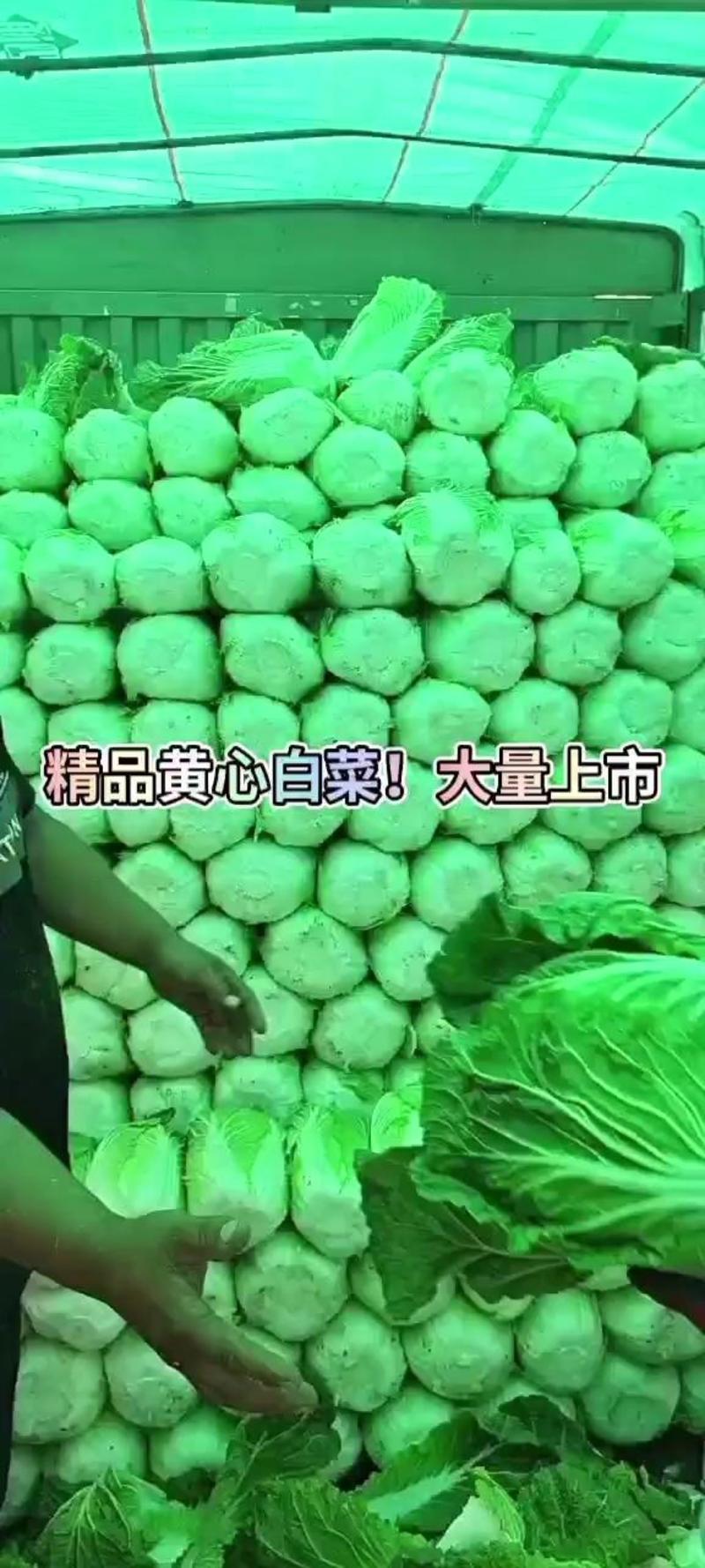 内蒙赤峰产地精品黄心白菜，4～6斤，大量供货，产地大量供