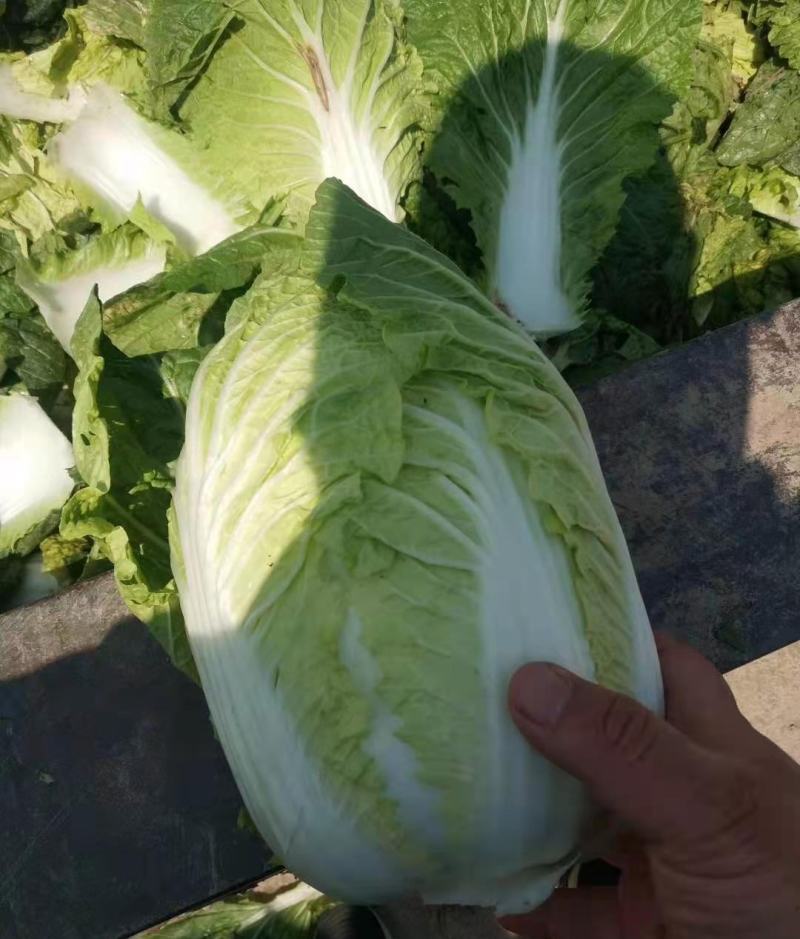 白菜精品黄心白菜产地货源充足质量保证配发发市场商超电商