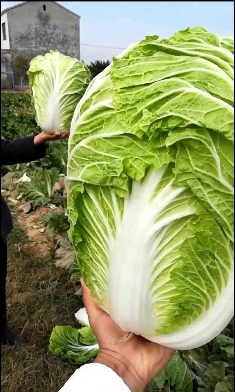 白菜精品黄心白菜产地货源充足质量保证配发发市场商超电商