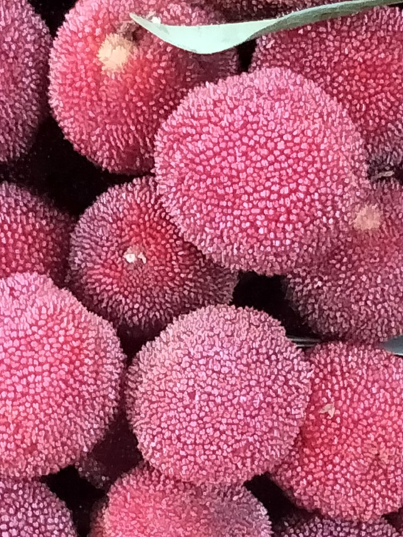 东魁杨梅