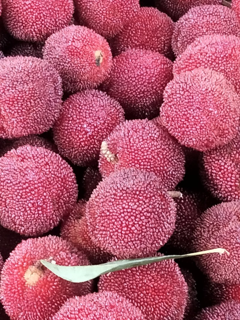 东魁杨梅