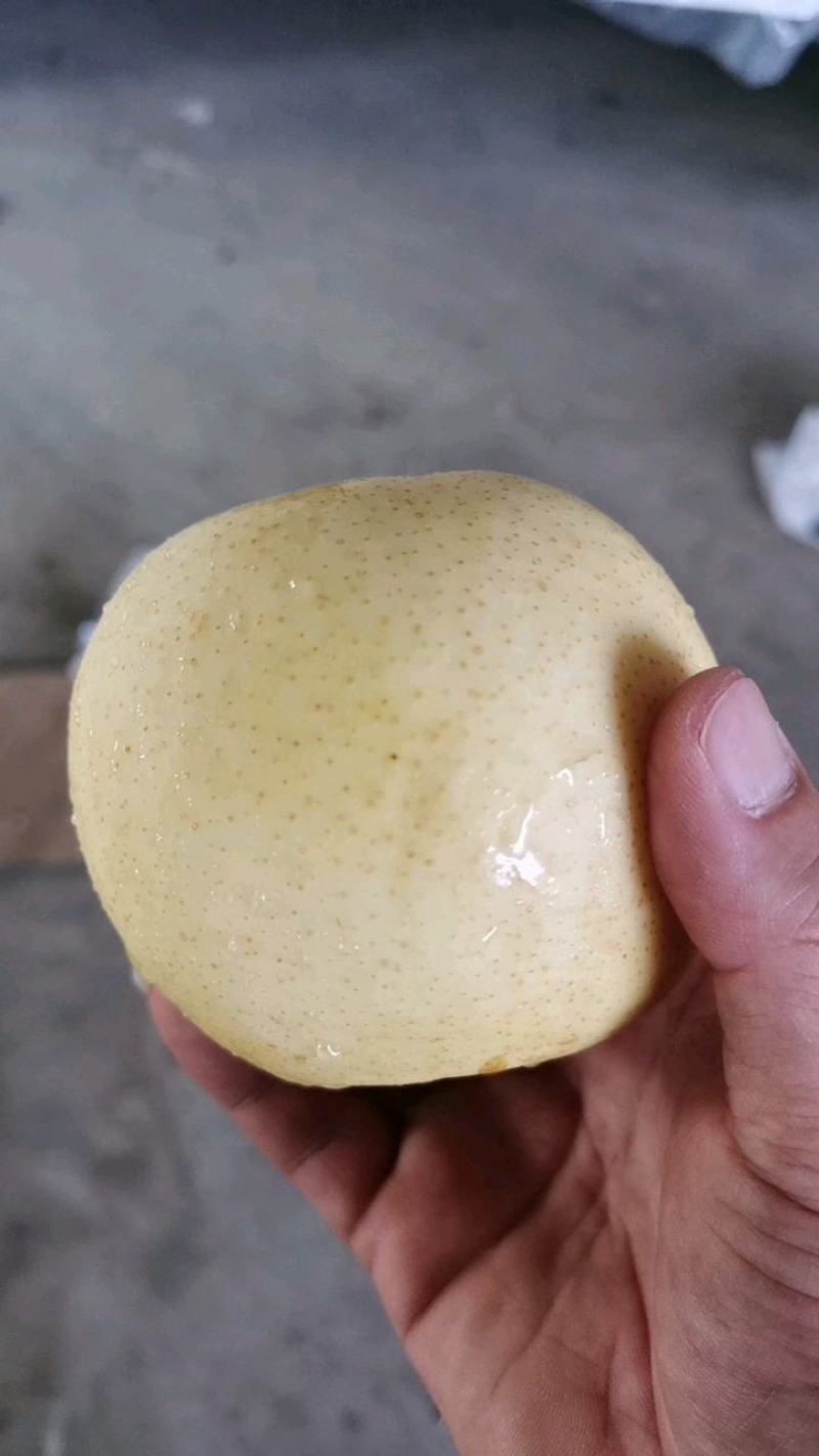 新皇冠梨几毛钱一斤，海量货源，新鲜下树全国代发