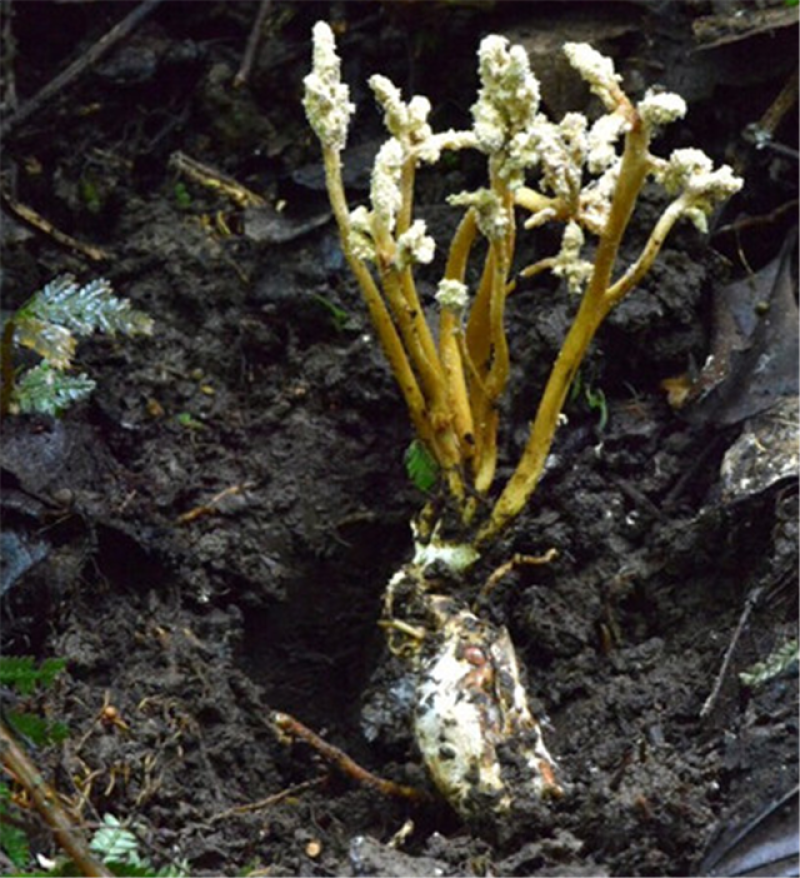 金蝉花（南方虫草）南方冬虫夏草知了金蝉花