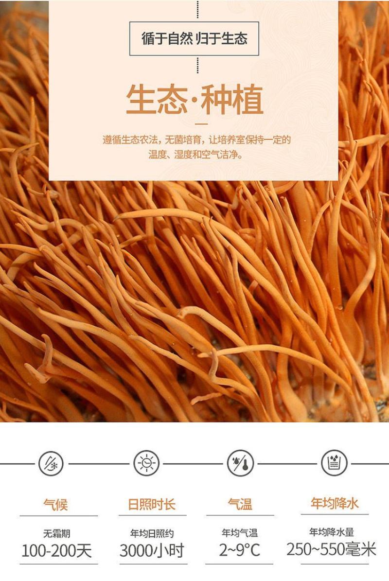 虫草花干货正品天然新鲜金蛹北虫草菇特极孢子头农户批发煲汤