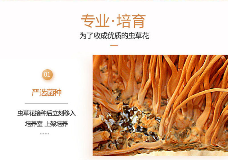 虫草花干货正品天然新鲜金蛹北虫草菇特极孢子头农户批发煲汤