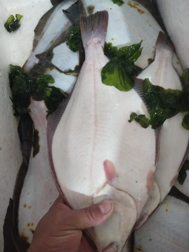 冰鲜鴉鲆鱼（左口鱼）活鱼冰鲜！质量保证！物流客运都可发！