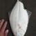 冰鲜鴉鲆鱼（左口鱼）活鱼冰鲜！质量保证！物流客运都可发！