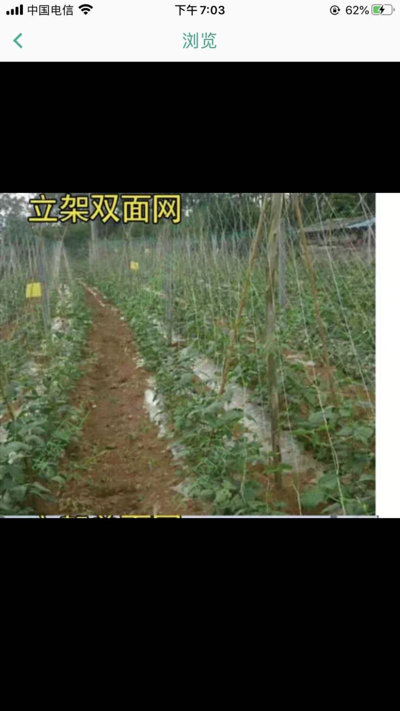 爬藤网小西瓜攀爬网黄瓜网加粗吊瓜网冬瓜爬秧网