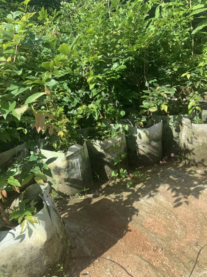 四季嘉宝果苗沙巴艾斯卡皇冠乔尼尔种子苗嫁接苗