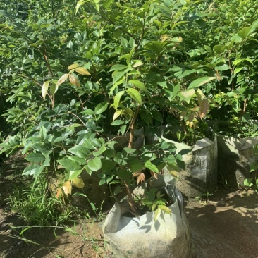 四季嘉宝果苗沙巴艾斯卡皇冠乔尼尔种子苗嫁接苗