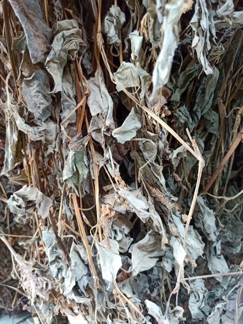 四川优质药用鱼腥草，干净无杂质，无泥沙无尘，有全青叶顺草