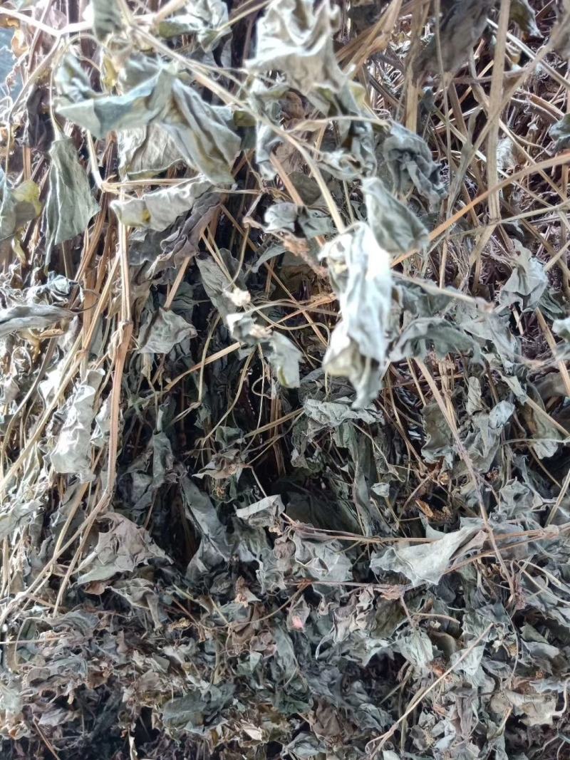 四川优质药用鱼腥草，干净无杂质，无泥沙无尘，有全青叶顺草