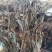 四川优质药用鱼腥草，干净无杂质，无泥沙无尘，有全青叶顺草