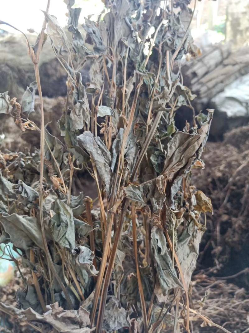 四川优质药用鱼腥草，干净无杂质，无泥沙无尘，有全青叶顺草