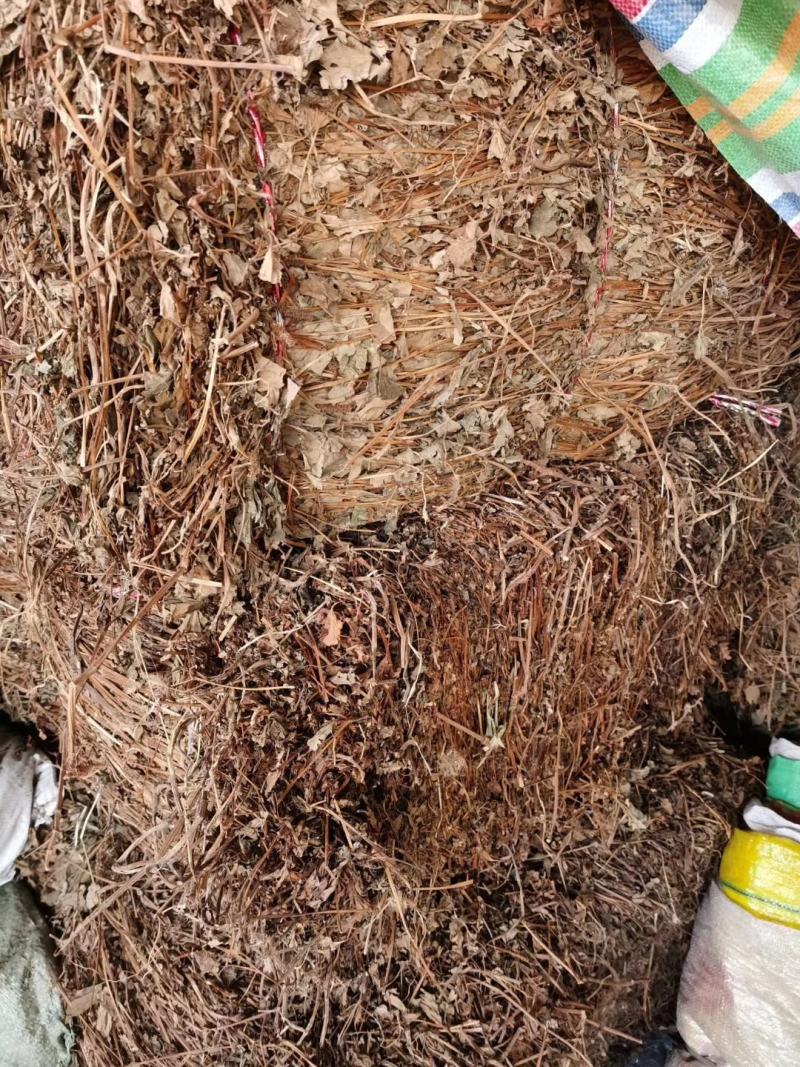四川优质药用鱼腥草，干净无杂质，无泥沙无尘，有全青叶顺草