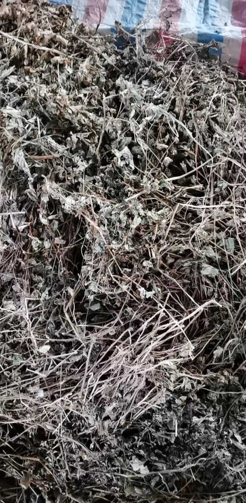四川优质药用鱼腥草，干净无杂质，无泥沙无尘，有全青叶顺草