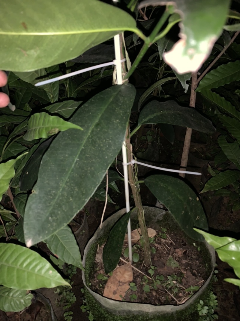 黄金山竹澳洲阿恰恰山竹巴西山竹柠檬山竹