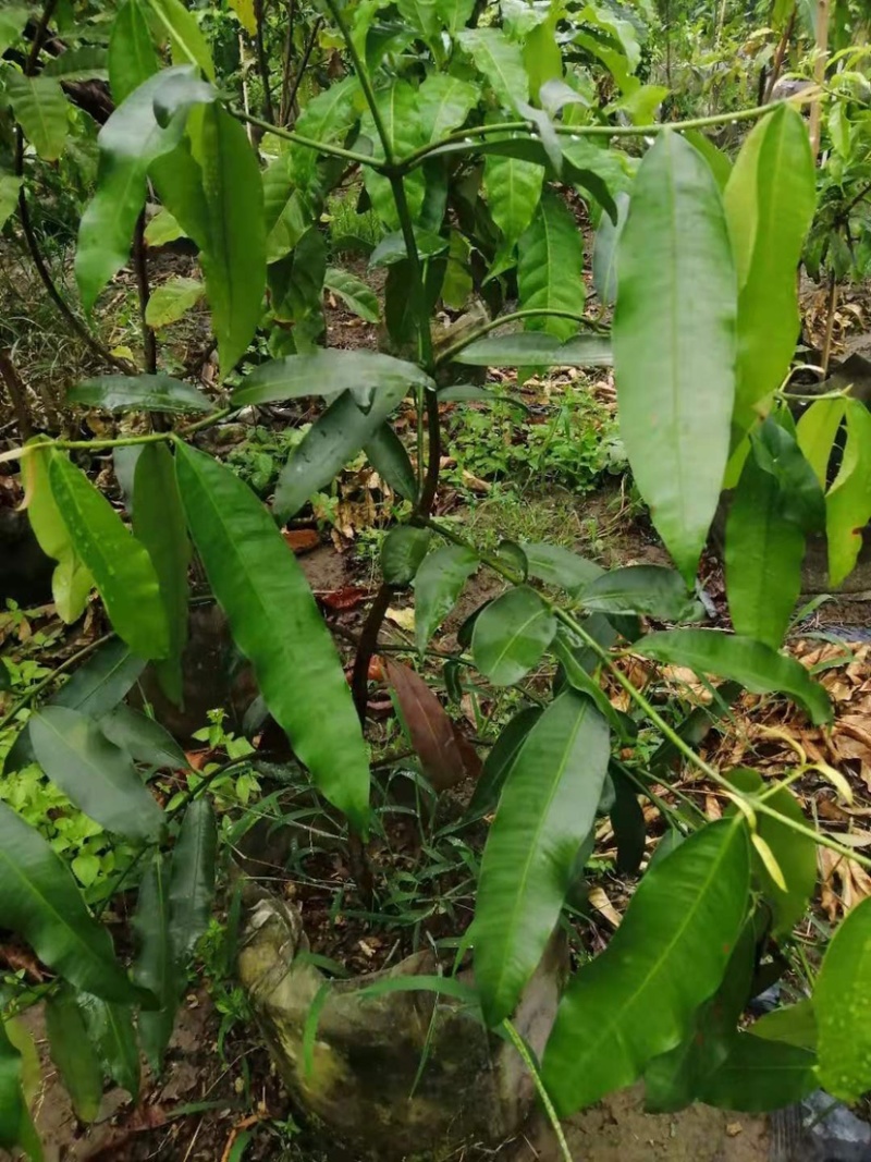 黄金山竹澳洲阿恰恰山竹巴西山竹柠檬山竹