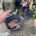 黄金山竹澳洲阿恰恰山竹巴西山竹柠檬山竹