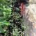 黄金山竹澳洲阿恰恰山竹巴西山竹柠檬山竹