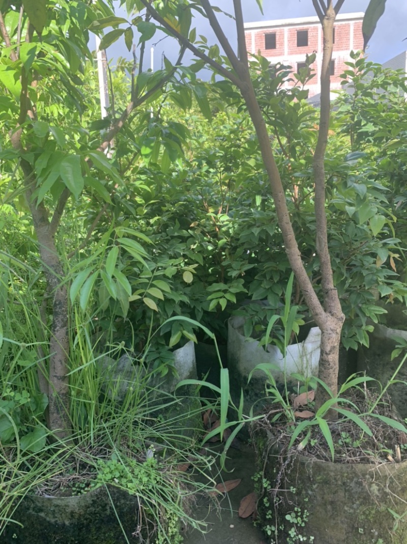 四季嘉宝果苗沙巴艾斯卡皇冠乔尼尔种子苗嫁接苗
