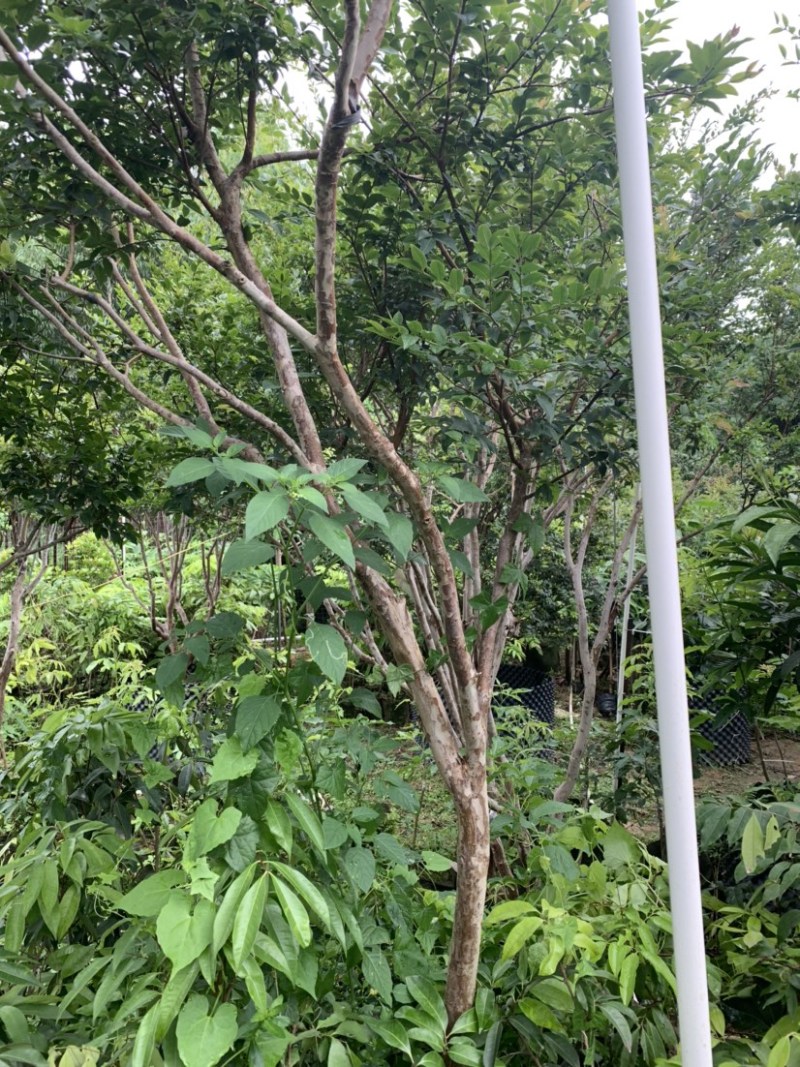 四季嘉宝果苗沙巴艾斯卡皇冠乔尼尔种子苗嫁接苗