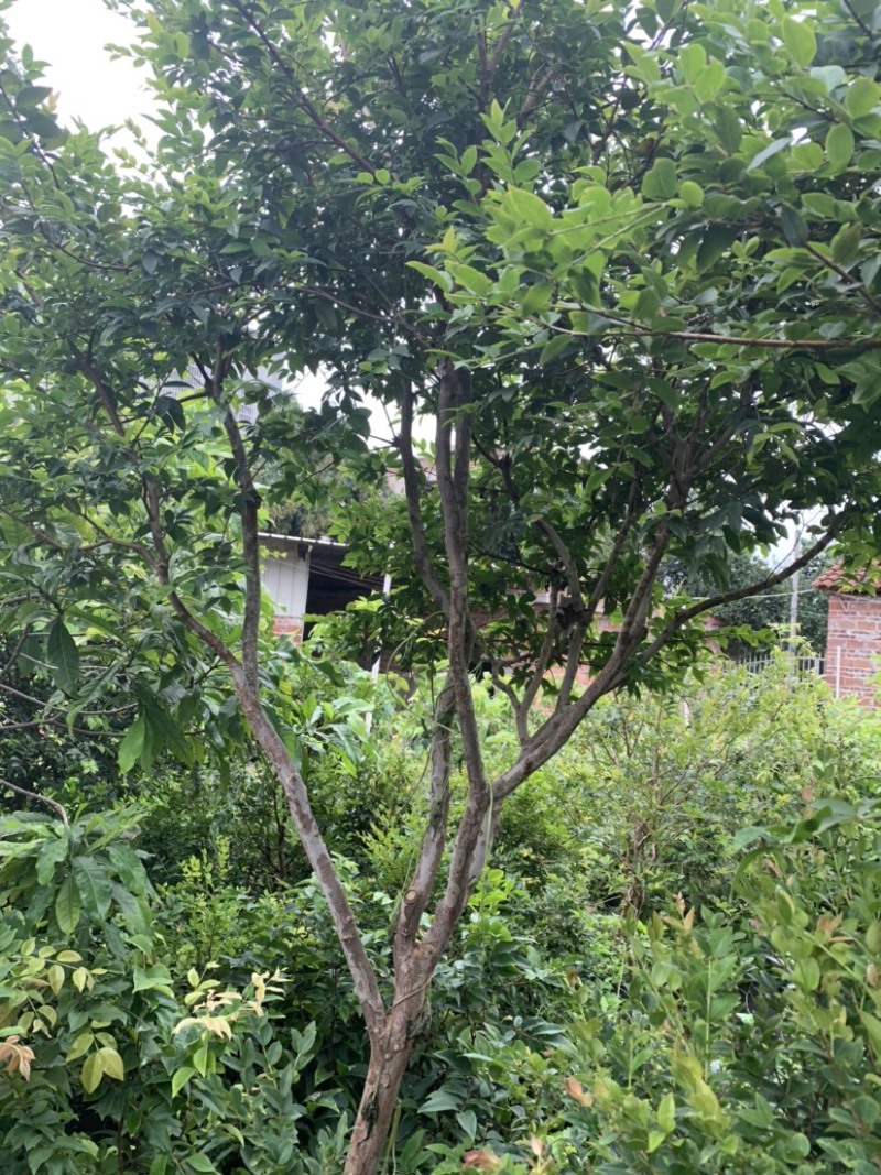 四季嘉宝果苗沙巴艾斯卡皇冠乔尼尔种子苗嫁接苗