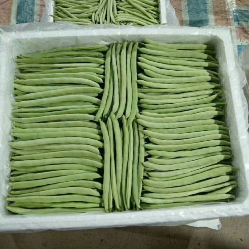 高山蔬菜之一五季豆闪亮登场啦！