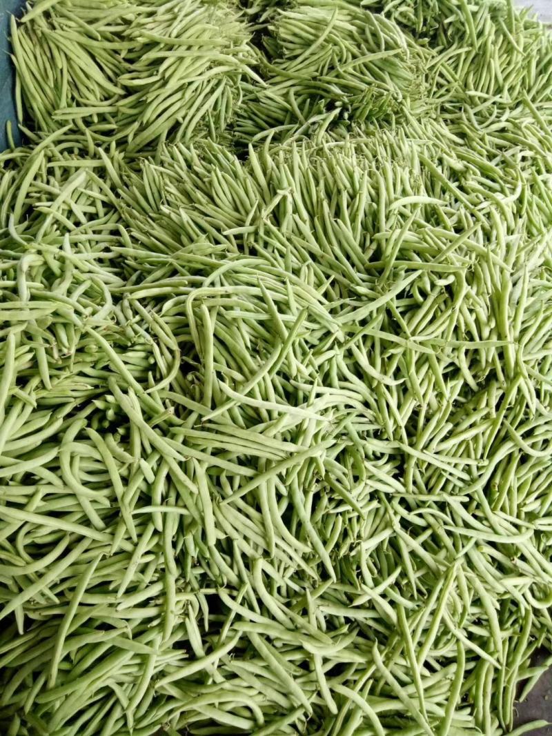 高山蔬菜之一五季豆闪亮登场啦！
